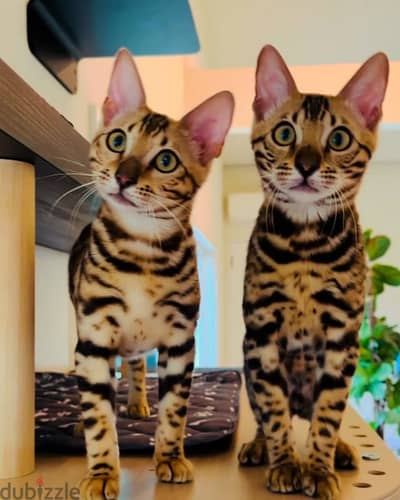 Bengal kitten// Whatsapp+971502618837