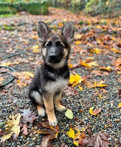 German Shepherd  puppy