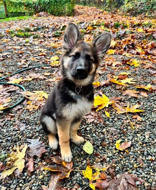 German Shepherd  puppy 1