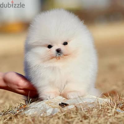 Pomeranian Puppies// Whatsapp+971502618837