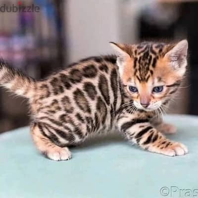 Bengal kitten// WhatsApp +97455792932