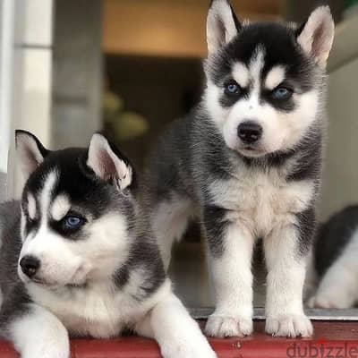 Siberian husky// WhatsApp +97455792932