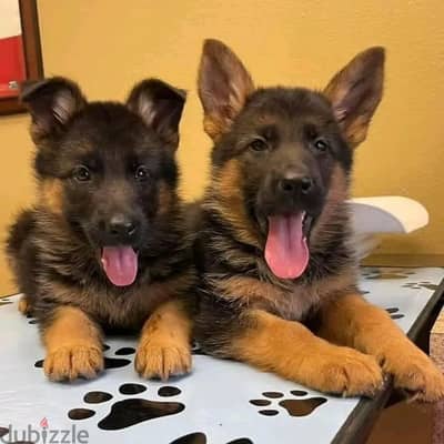 German Shepherd// Whatsapp +97455937699