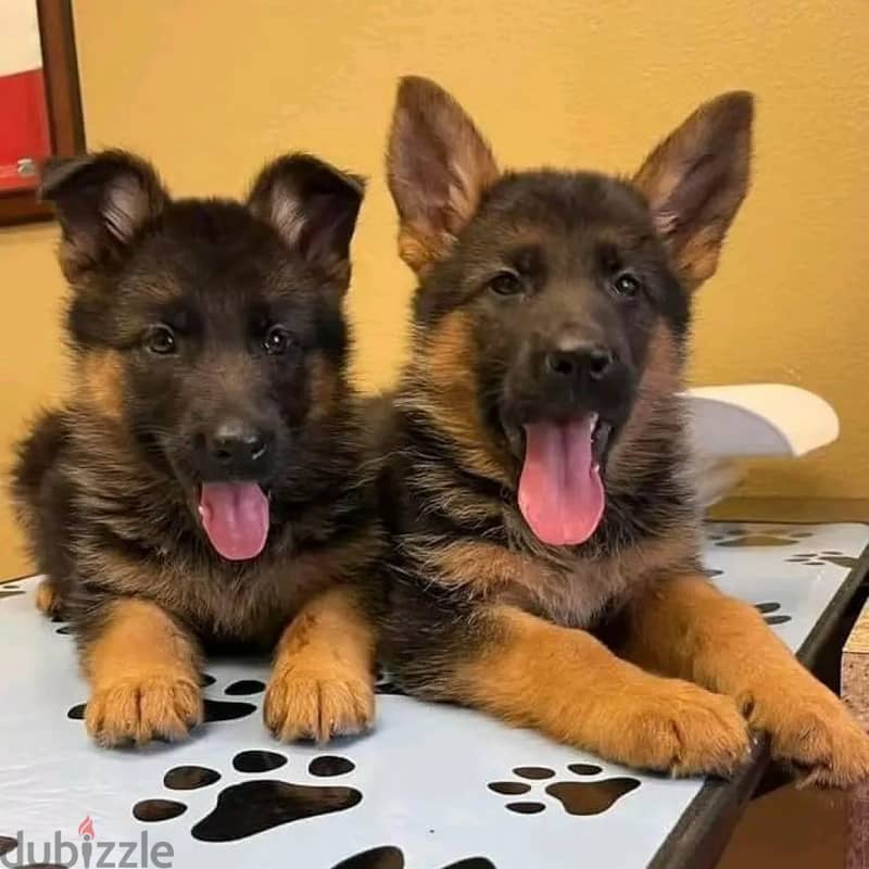 German Shepherd// Whatsapp +97455937699 0