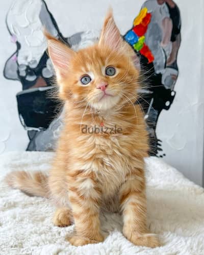 Maine Coon// Whatsapp +97455937699