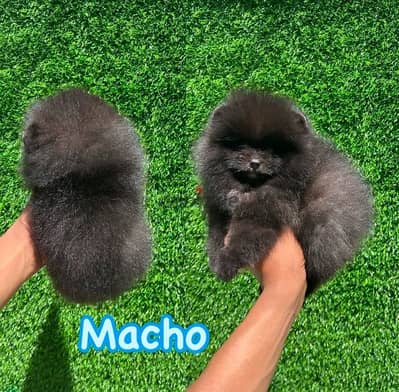 Male Pom puppy for sale