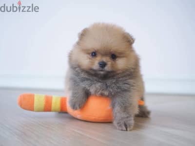 Mini Poodle puppy