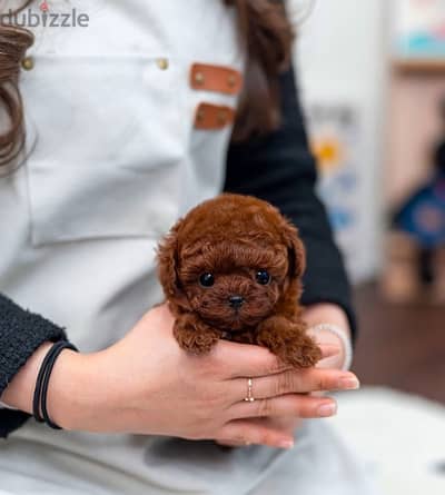 Mini Poodle puppy