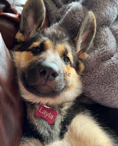 German Shepherd  puppy