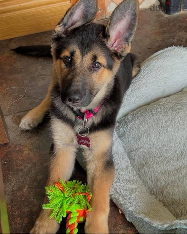 German Shepherd  puppy 1