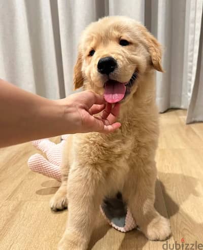 Golden retriever puppy .   WhatsApp me +1 (908) 768‑4279