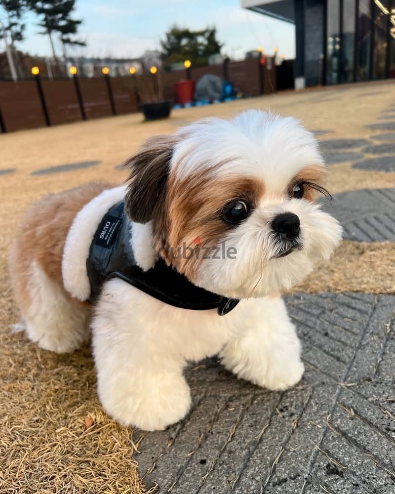 Shih Tzu puppies// WhatsApp +97455937699 0