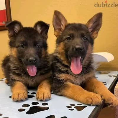 German Shepherd// Whatsapp +97455937699