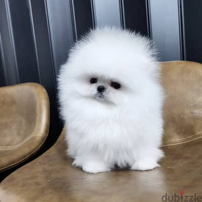 Pomeranian puppies// Whatsapp +97455937699