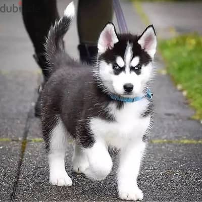 Siberian husky// Whatsapp +97455792932