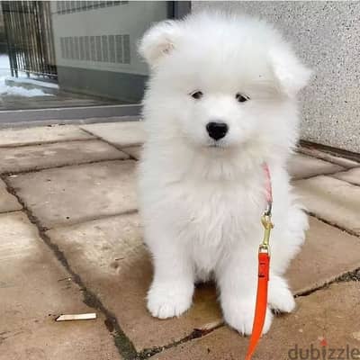 Samoyed puppies// Whatsapp+971502618837