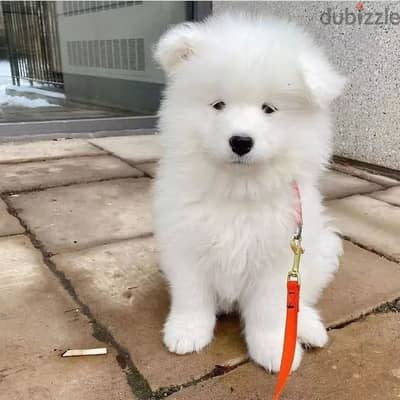 Samoyed puppies//Whatsapp+971502618837