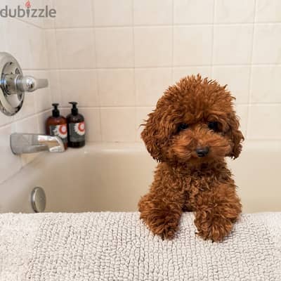 Poodle puppies//WhatsApp +97455937699