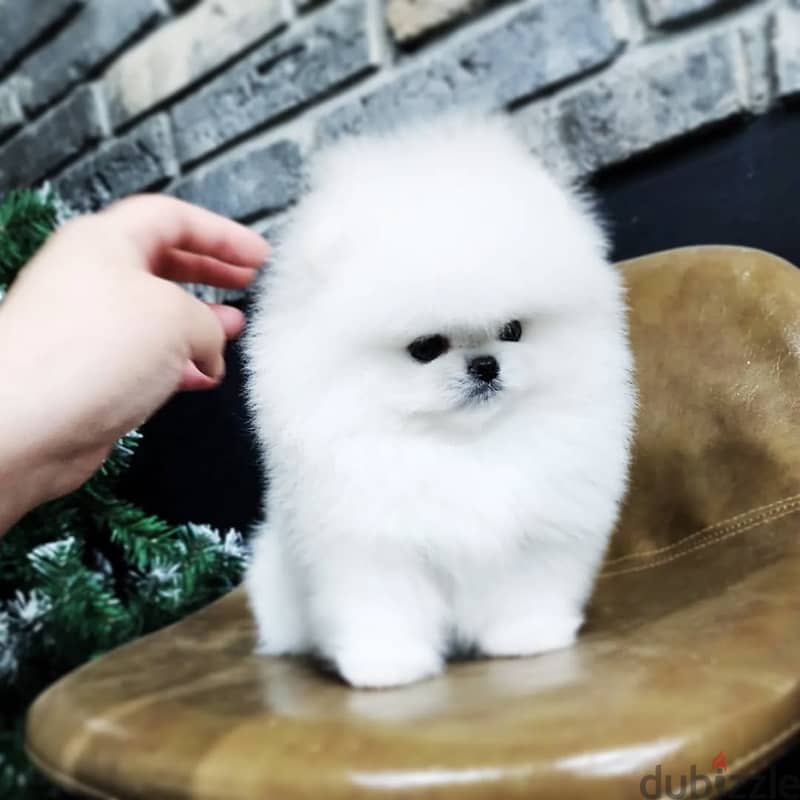 Pomeranian puppies// WhatsApp +971502618837 0