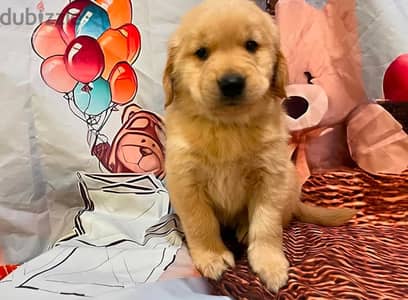 Golden retriever puppy for sale