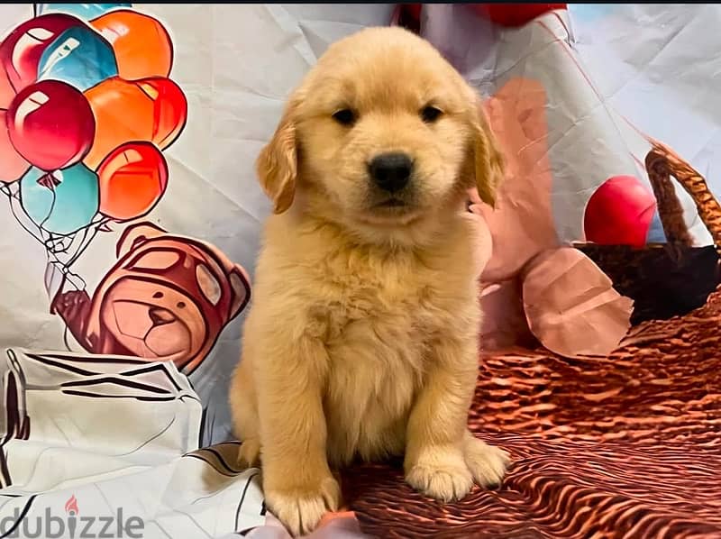 Golden retriever puppy for sale 1