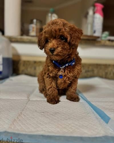 Trained Poodle puppy for sale