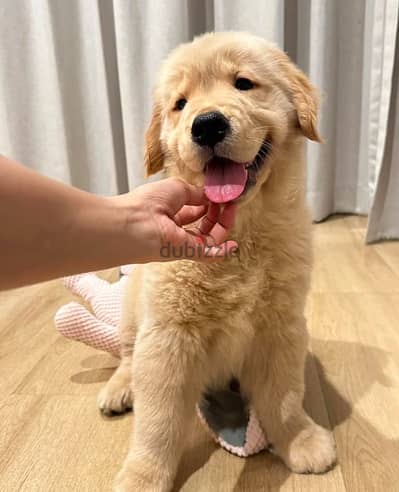 Golden retriever puppy for sale. WhatsApp me +14847189164‬