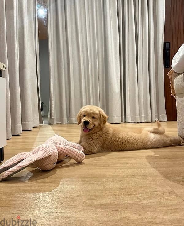 Golden retriever puppy for sale. WhatsApp me +14847189164‬ 1