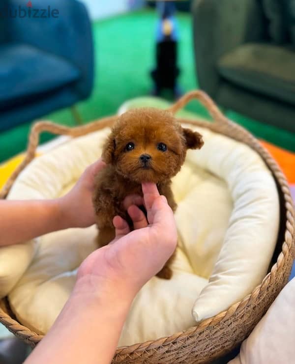 Black Poodle puppy for sale.  WhatsApp me ‪ +1 (484) 718‑9164‬ 1