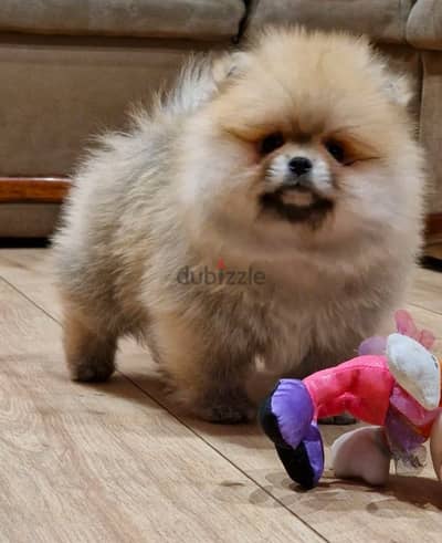 Cream male  Pom for sale .  WhatsApp me ‪ +1 (484) 718‑9164‬