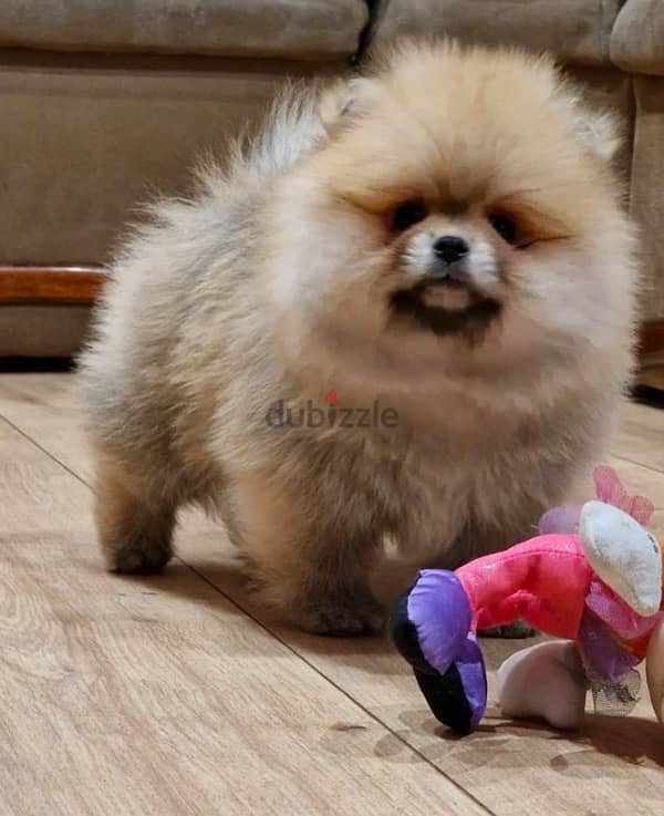 Cream male  Pom for sale .  WhatsApp me ‪ +1 (484) 718‑9164‬ 0