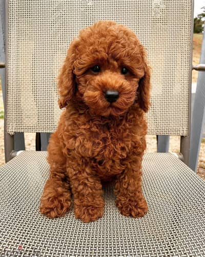 Poodle puppies// Whatsapp +971502618837