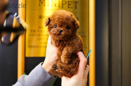 Female Tcup Poodle puppy