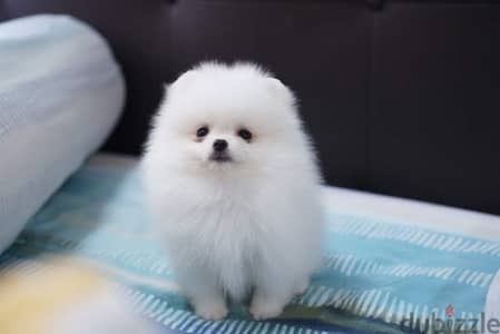 White Female Pomeranian puppy