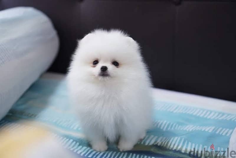 White Female Pomeranian puppy 0