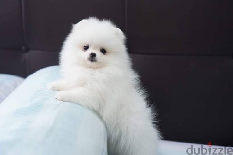 White Female Pomeranian puppy 1