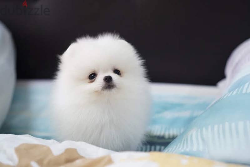 White Female Pomeranian puppy 2