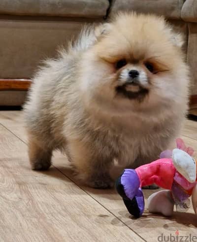 Pomeranian puppy for sale