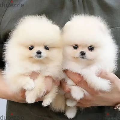 Pomeranian Puppies// Whatsapp +97455792932