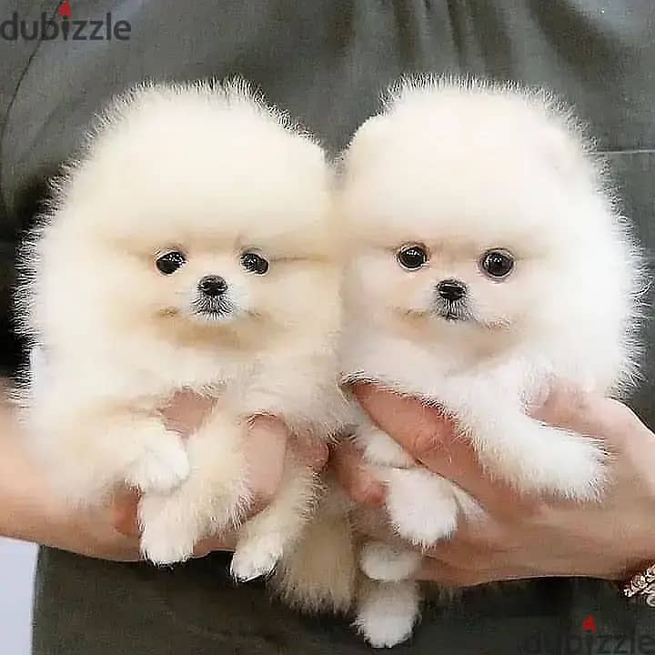 Pomeranian Puppies// Whatsapp +97455792932 0