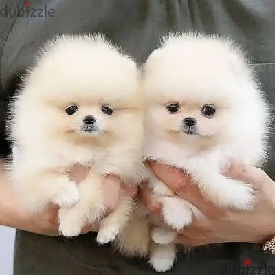 Pomeranian Puppies// Whatsapp +97455792932