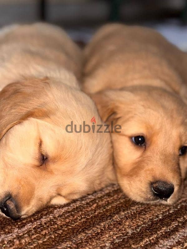 Golden retriever 1