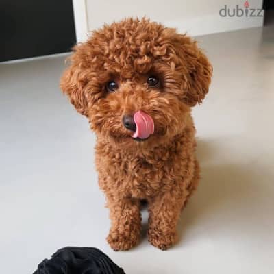 Poodle puppies// WhatsApp +971552543679