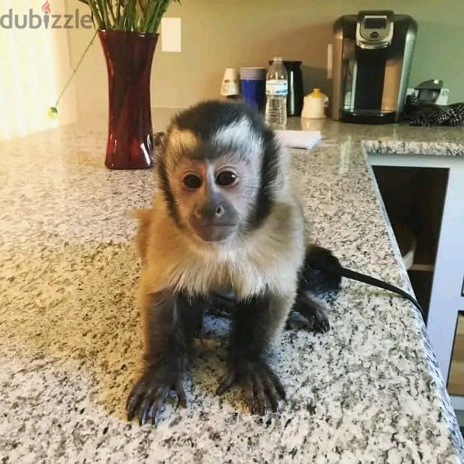 capuchin monkey// Whatsapp +971552543679 0