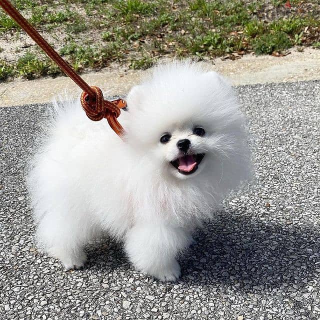 Pomeranian Puppies //Whatsapp +971552543679 0