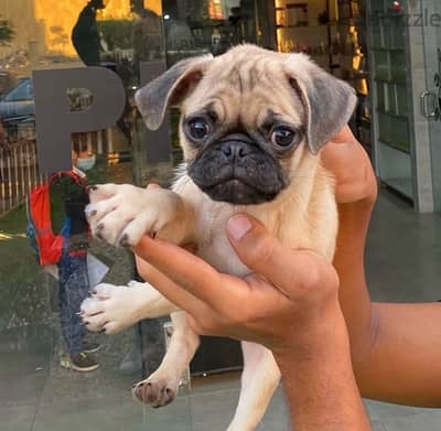 Male Pug puppy for sale