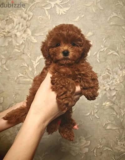 100% purebred Poodle puppy