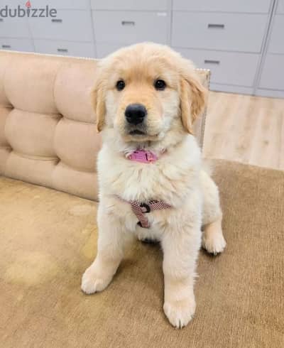 Golden retriever puppy