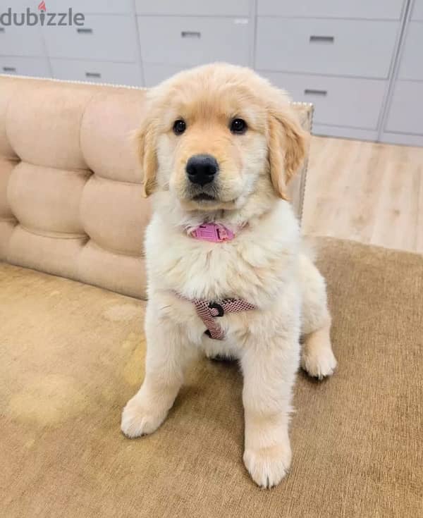 Golden retriever puppy 0