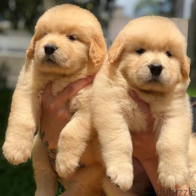 Golden Retriever// Whatsapp +971552543679